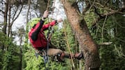 Tree climbing workouts: Surprising health benefits