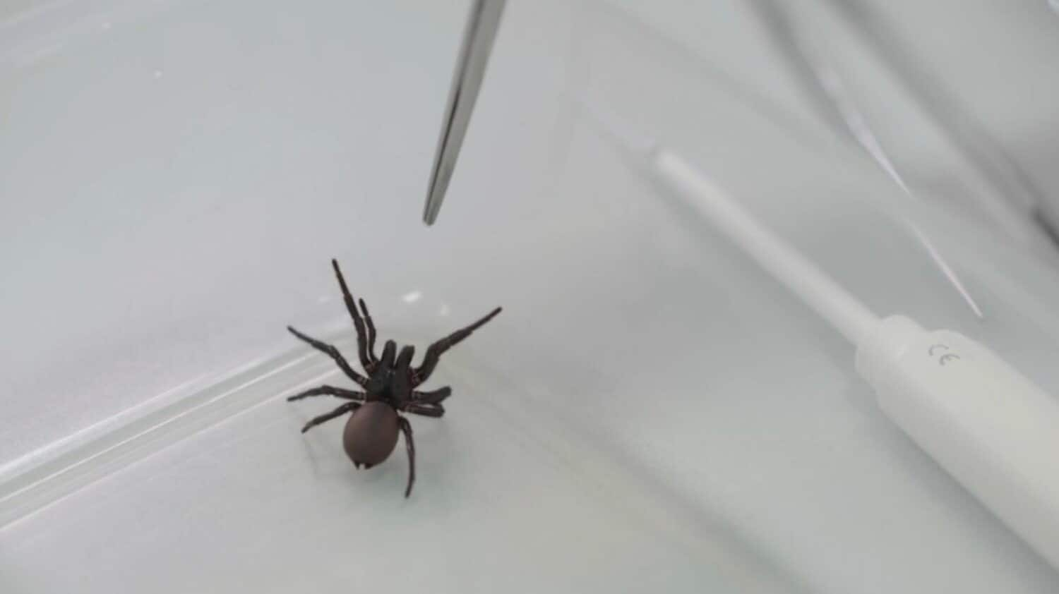 Australian scientists testing spider venom as potential heart attack drug