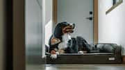 Easy ways to make your dog's bed more comfortable
