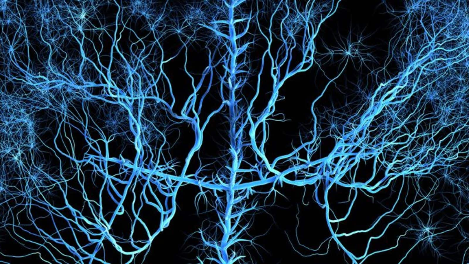 Human brain neurons may exist in 2 states of matter