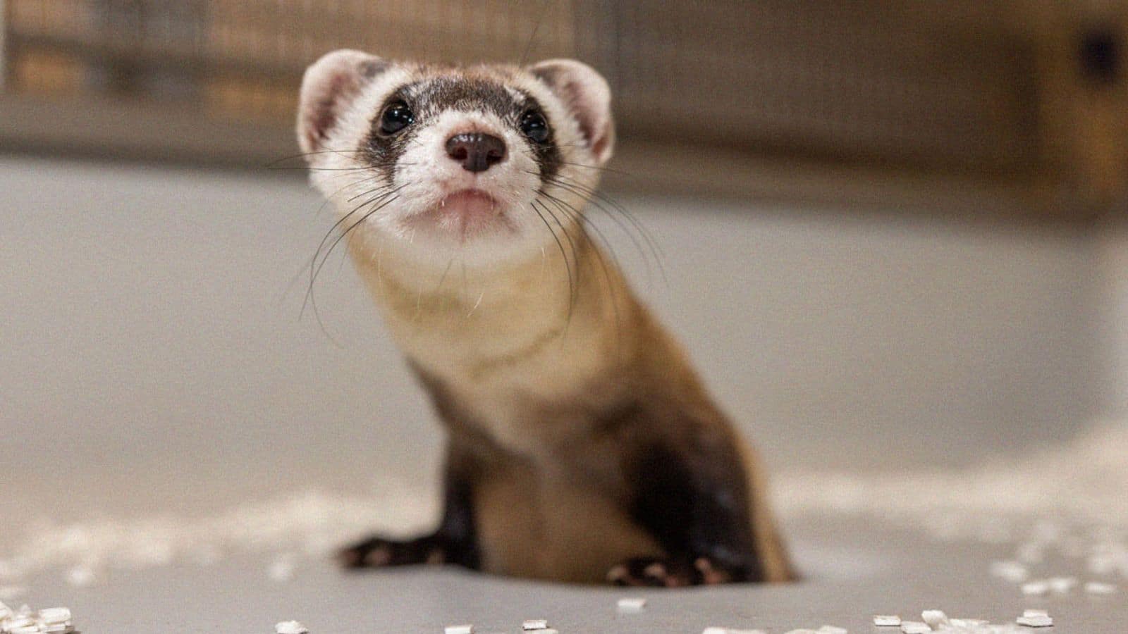 Scientists clone black-footed ferrets from cells dating back to 1988