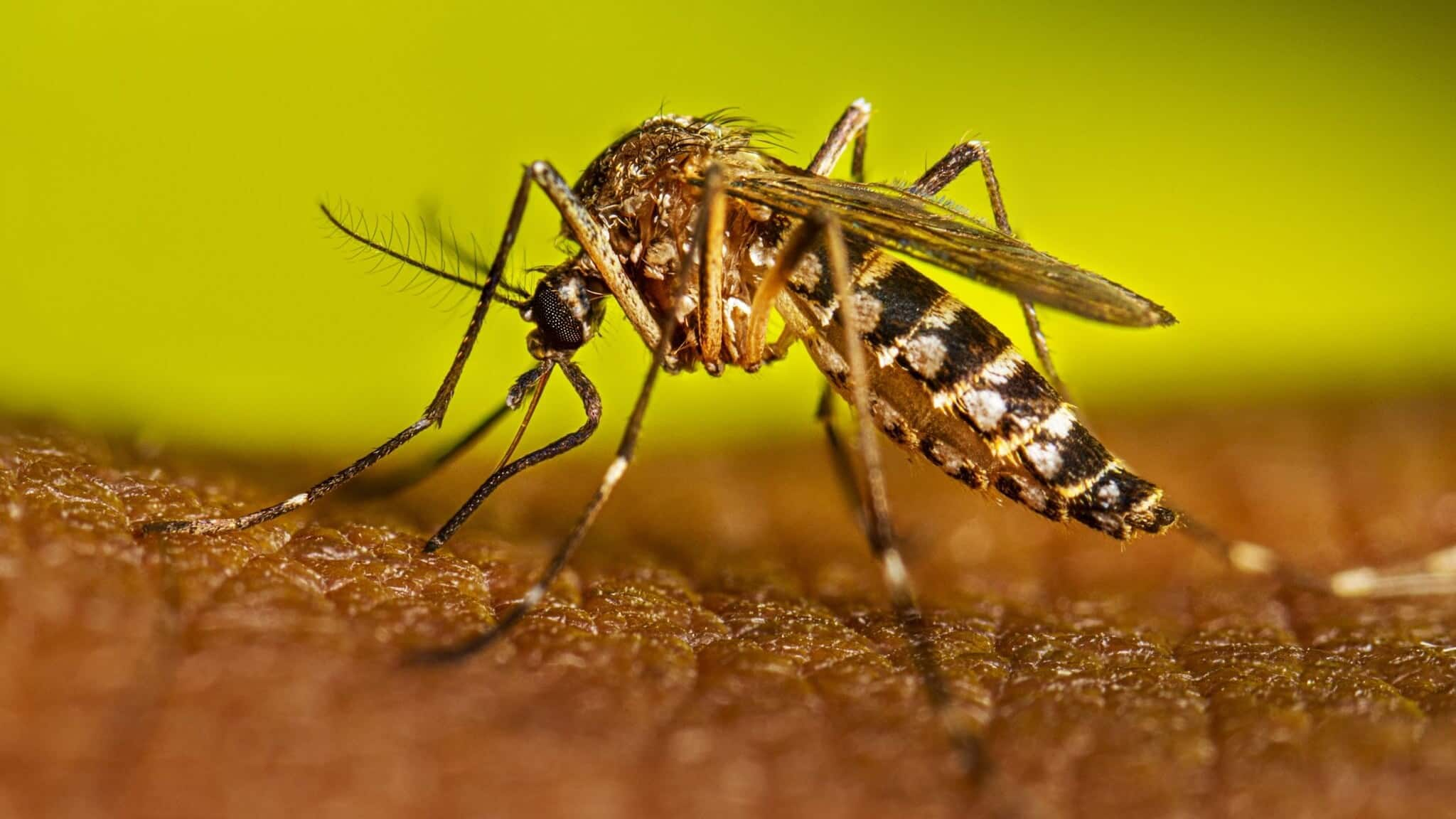 Scientists say making mosquitoes deaf could help fight dengue