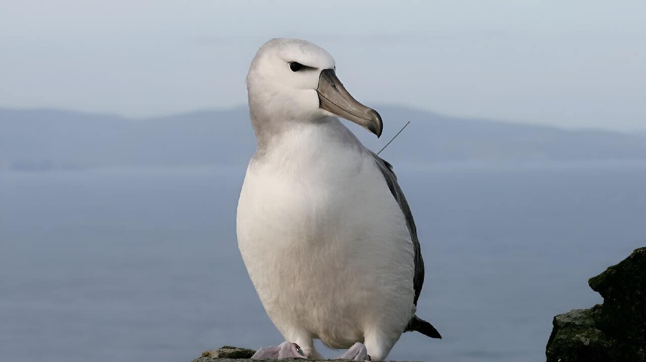 South Africa ‘bombs’ invasive mice that eat albatrosses alive