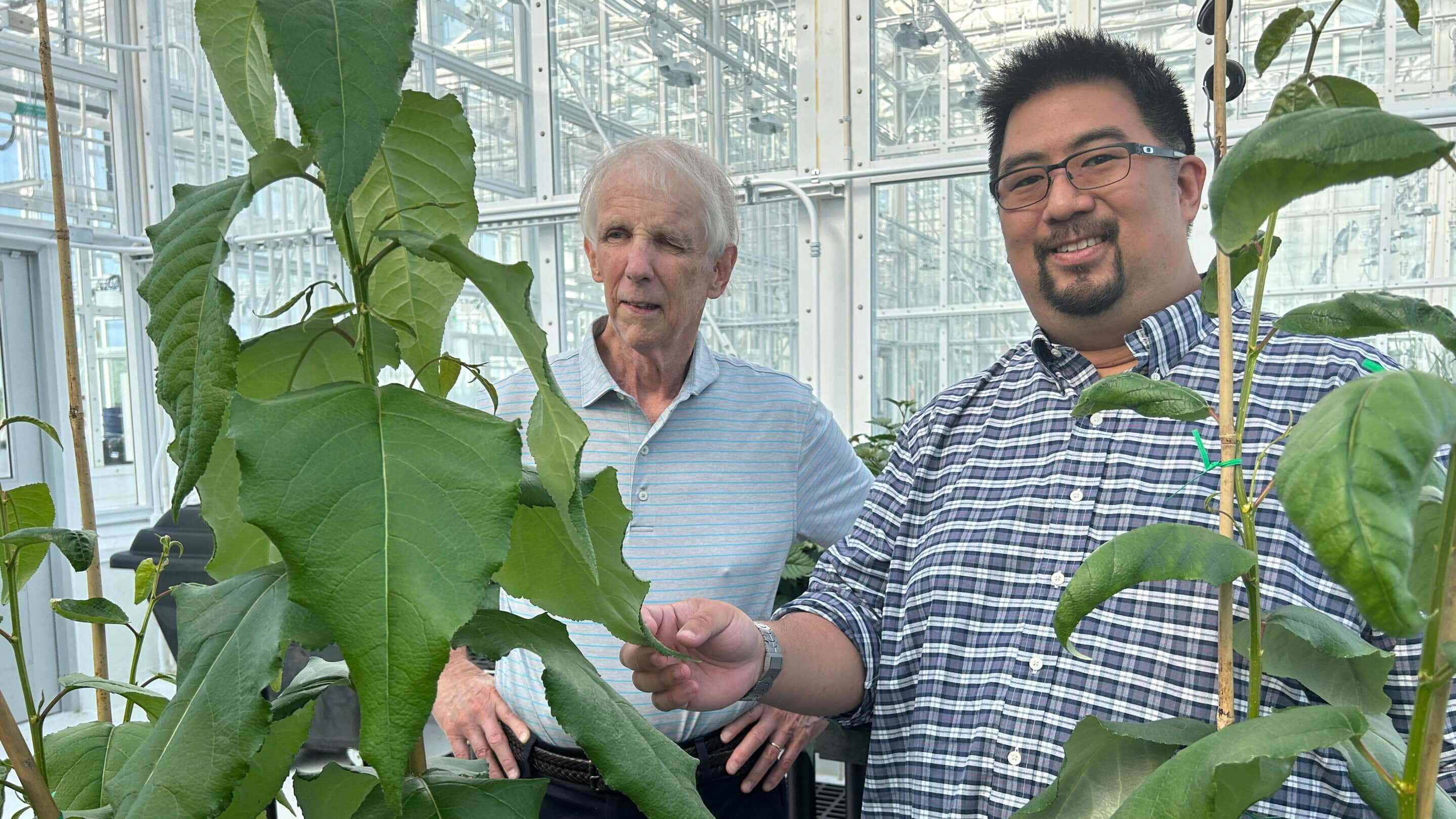 Scientists discover how to convert trees into sustainable industrial chemicals