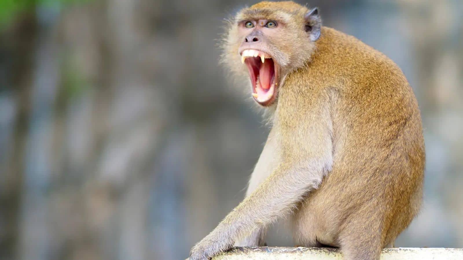 Hong Kong man contracts rare B virus after monkey attack