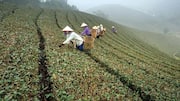 India's tea output falls 9% in June on adverse weather