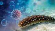 Sea cucumbers may stop cancer from spreading in your body
