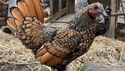Meet Gertie: Oldest-living chicken that could help understand animal aging