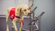 Trained dogs can detect Parkinson's with high accuracy