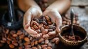 Raw cacao: Everything you need to know about this superfood