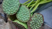 How to grow edible lotus at home