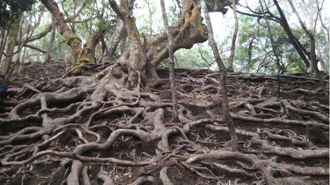 Exploring the mysterious Guna Caves near Kodaikanal Exploring the mysterious Guna Caves near Kodaikanal