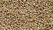 5 delicious ways to cook pearl millet 