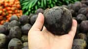 How to grow beetroot like a pro at home