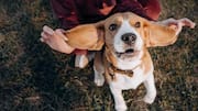 Clean your dog's ears safely with apple cider vinegar