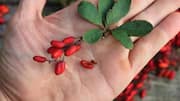 Love barberry? These snacks are a must-try