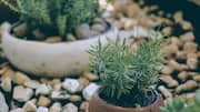 5 tips for growing rosemary in pots