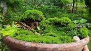 How to grow an indoor moss garden