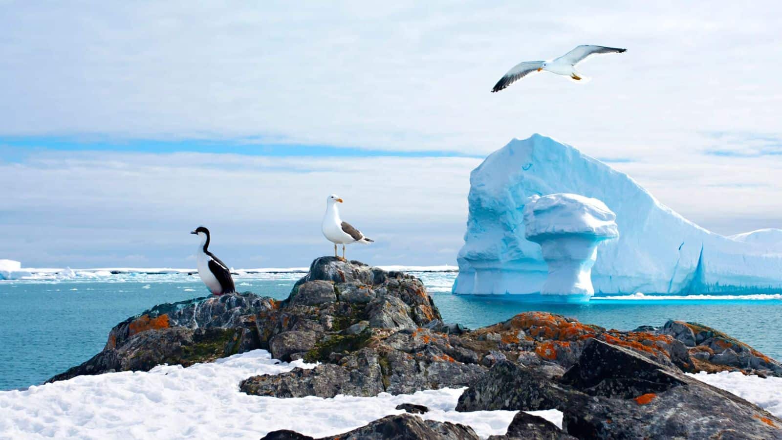 Antarctic expedition cruise: Explore vast glaciers and wilderness
