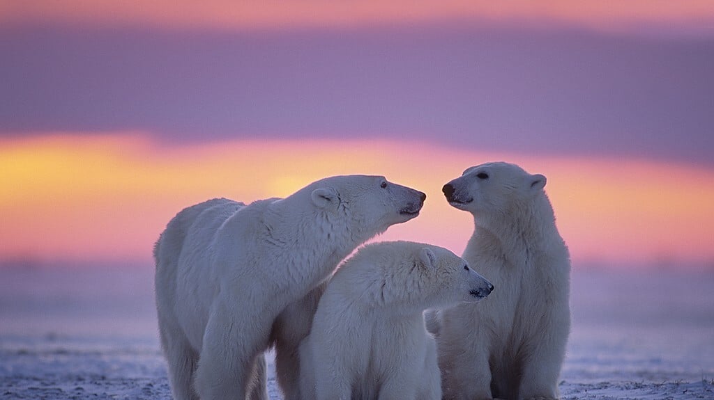 Arctic photography essentials in Tromso