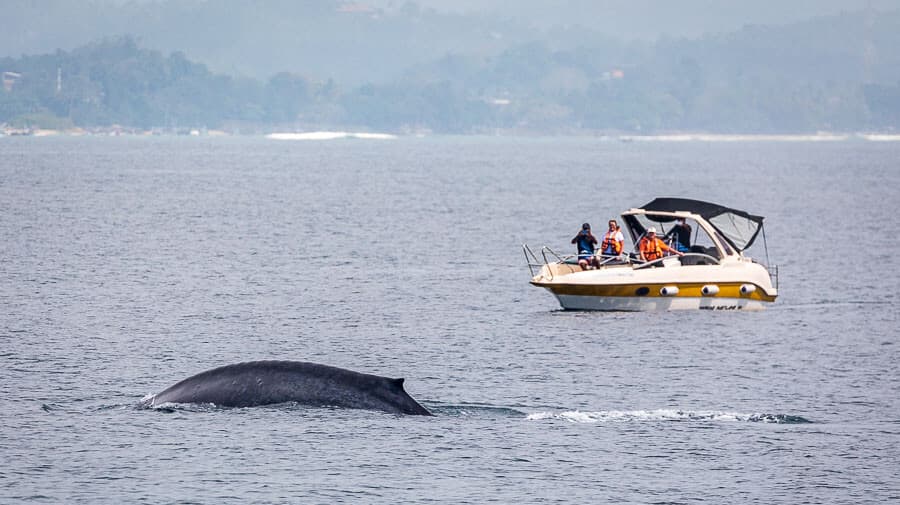 Mirissa, Sri Lanka: A haven for whale-watching