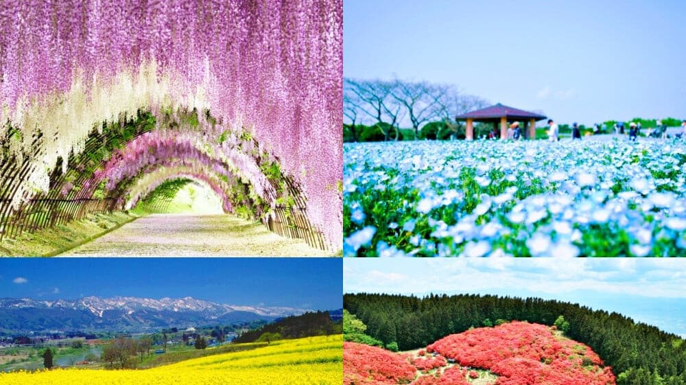 Stroll through Kitakyushu's floral paradise in Japan