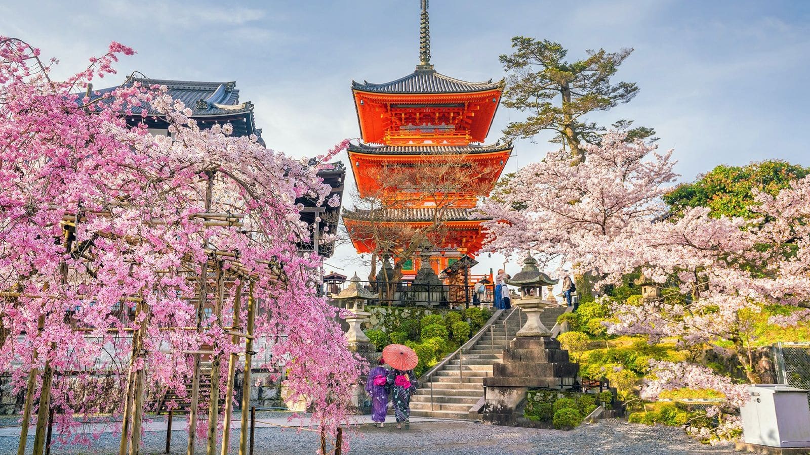 Kyoto's cherry blossom splendor: A seasonal spectacle worth watching