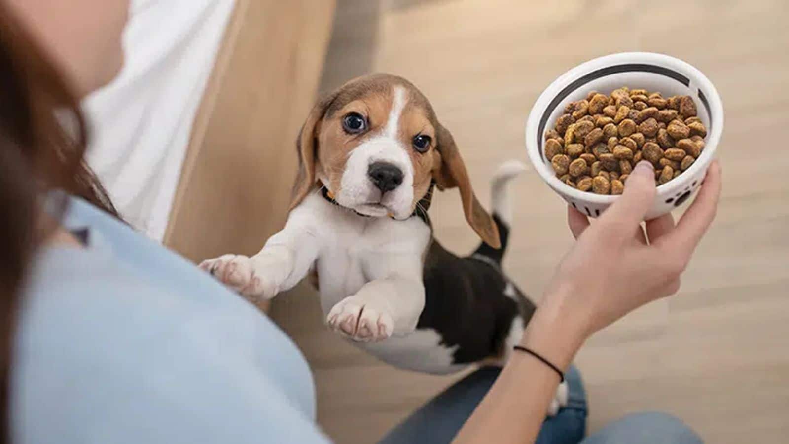 Diet tips for the good health of your Beagle