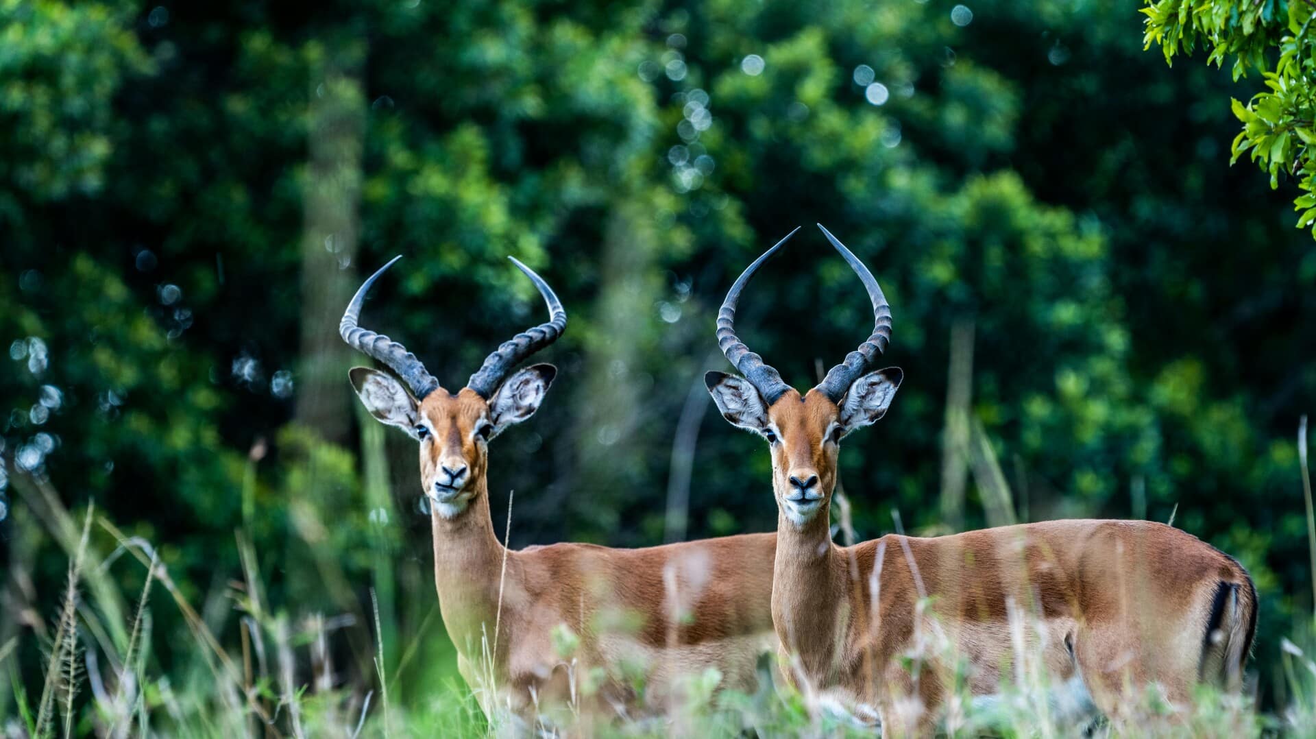 Witness the majestic wildlife of Maasai Mara, Kenya