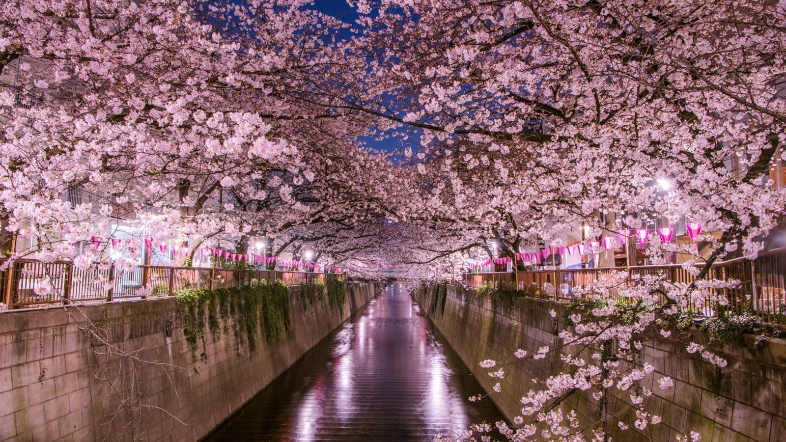 Tokyo's cherry blossom festival is an attraction you can't miss