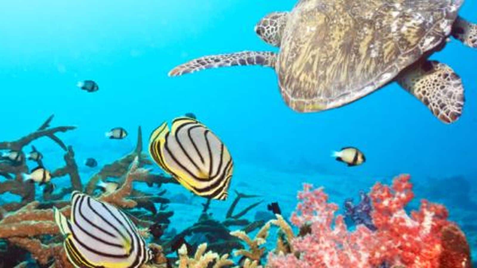 Dive into the Maldives: A subaquatic adventure awaits