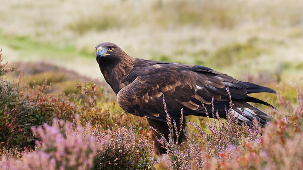 Soar with eagles: Falconry in the Scottish Highlands