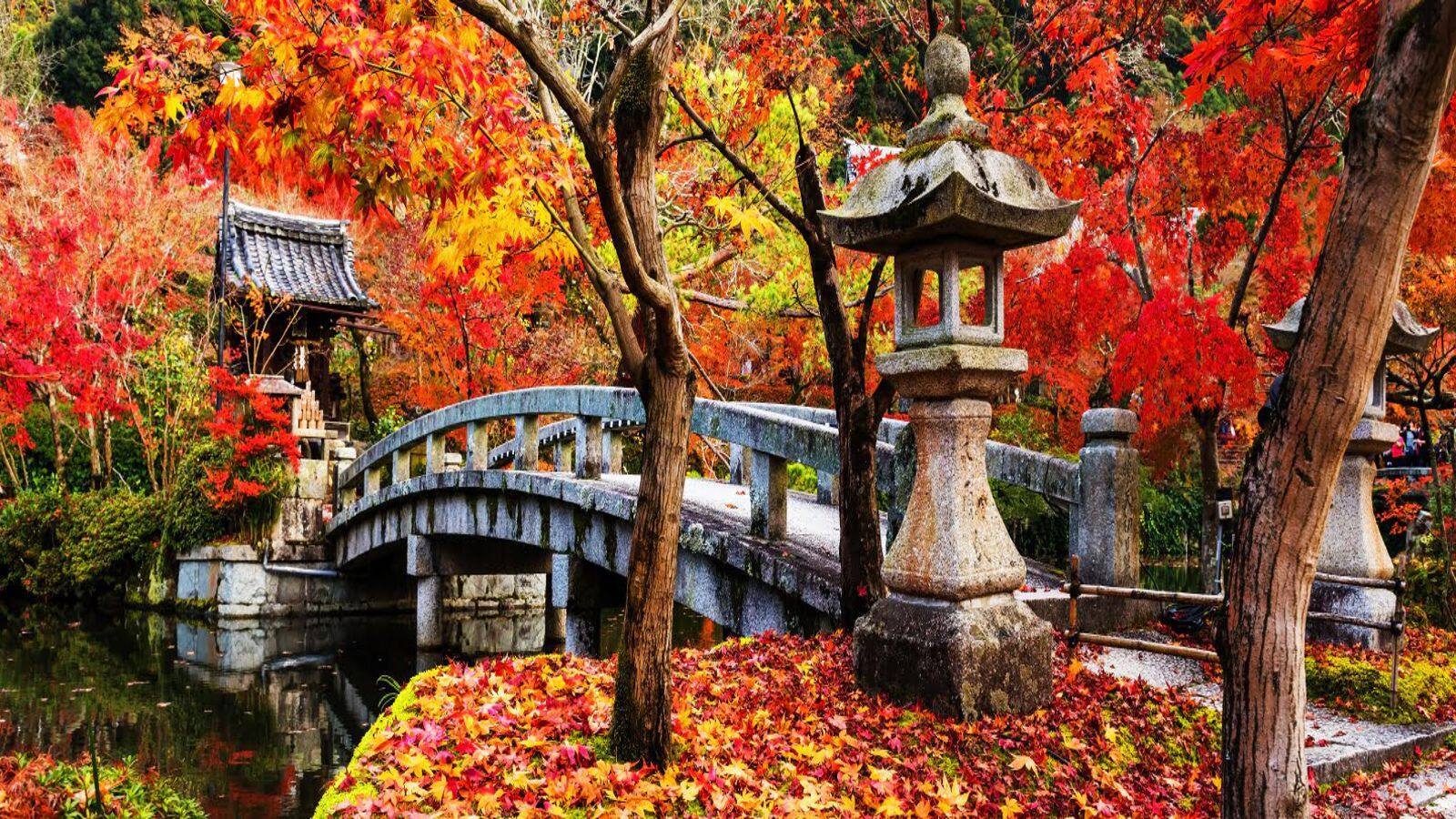 Witness Kyoto's autumn foliage as you hike: A guide