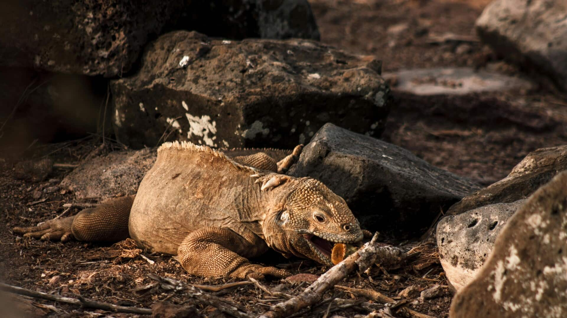 Galapagos Islands expedition: Encounter Ecuador's unique wildlife