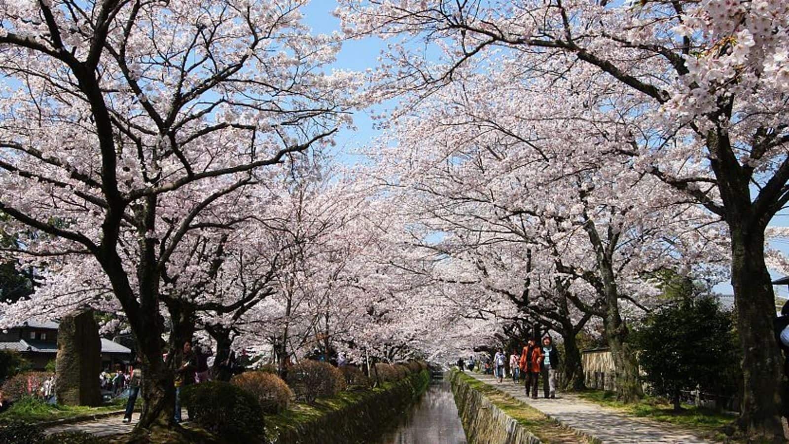 What to do in Kyoto during summer, winter, spring, autumn
