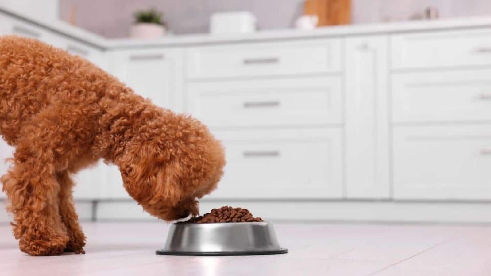 Crafting Poodle's allergy-friendly diet