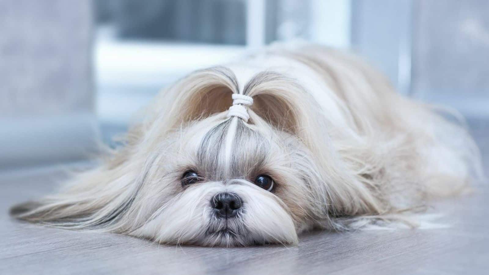 Essential eye care tips for your Shih Tzu