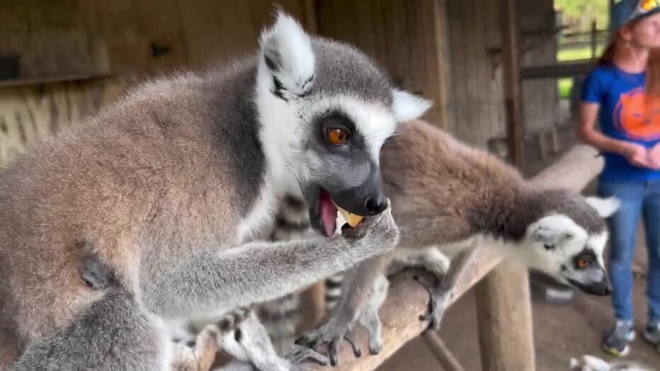 Madagascar's unique lemur-watching experience