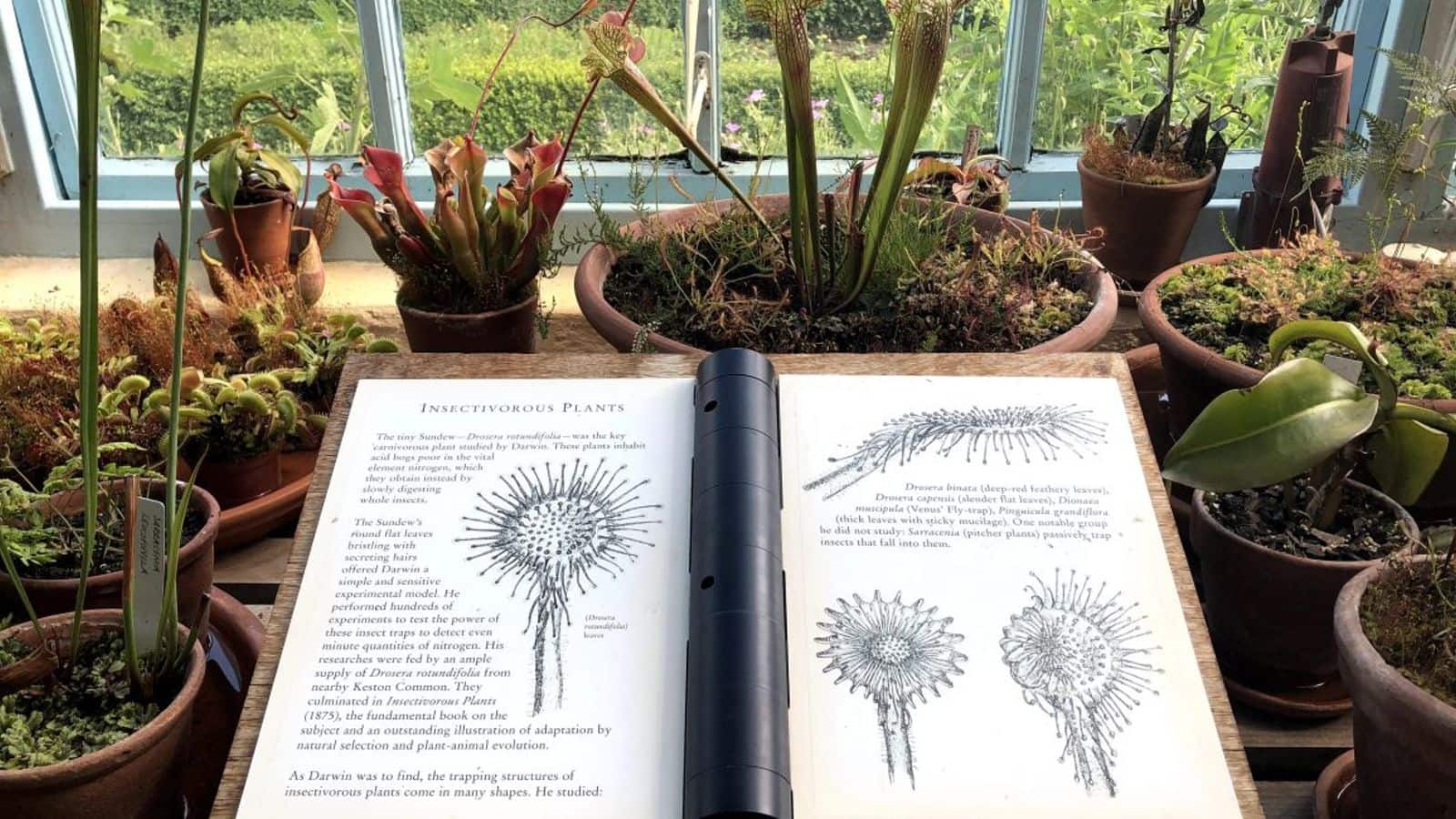 Botanical picture books for readers of all ages