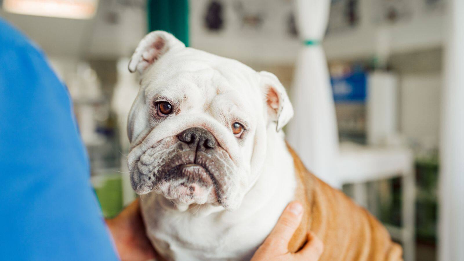Got a Bulldog? Know its allergy management tips