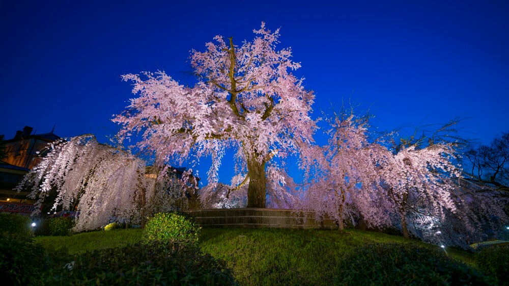 Kyoto's cherry blossom photography excursion