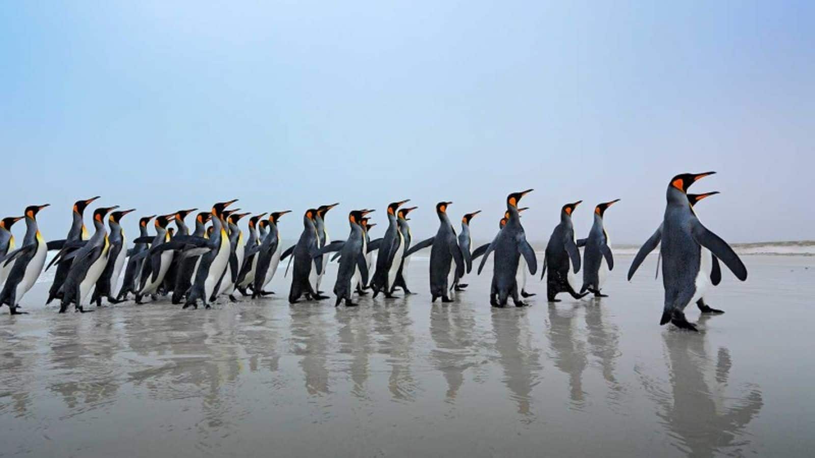 Unforgettable penguin-watching in the Falkland Islands
