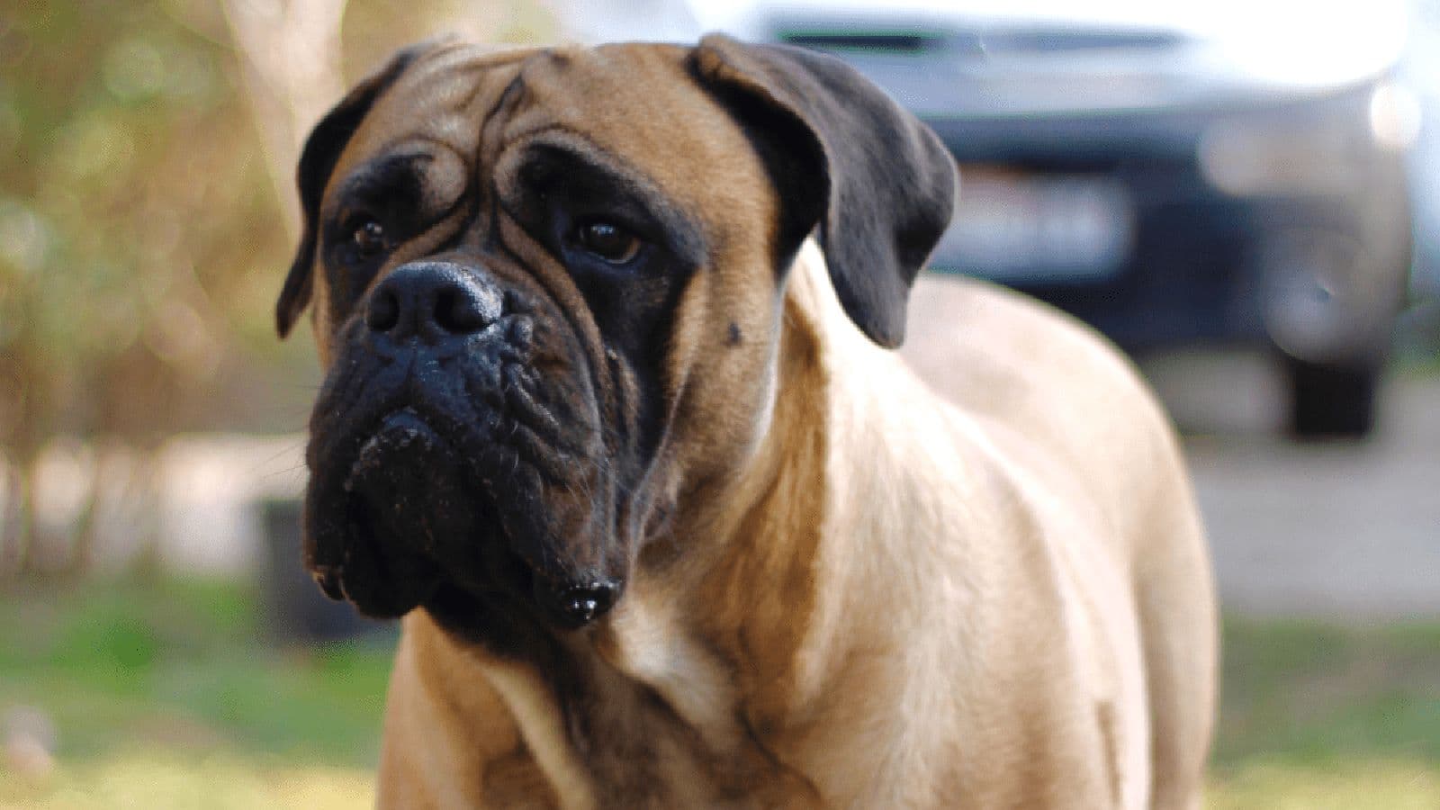 How to manage your Bullmastiff's wrinkles