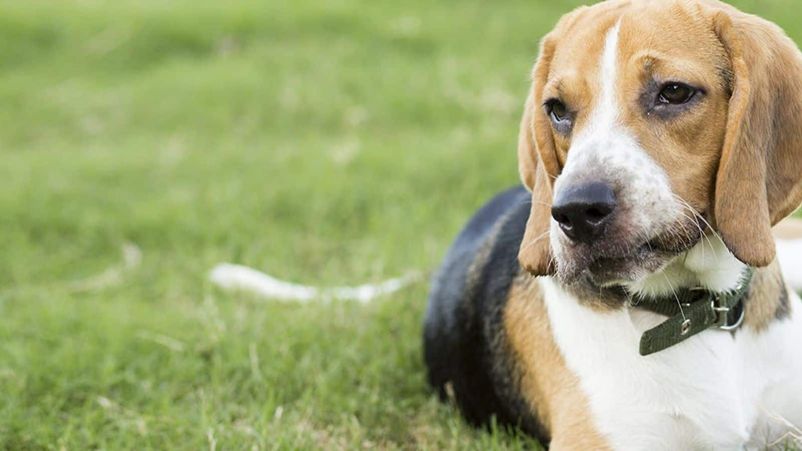 Diet tips to keep your Beagle away from allergies