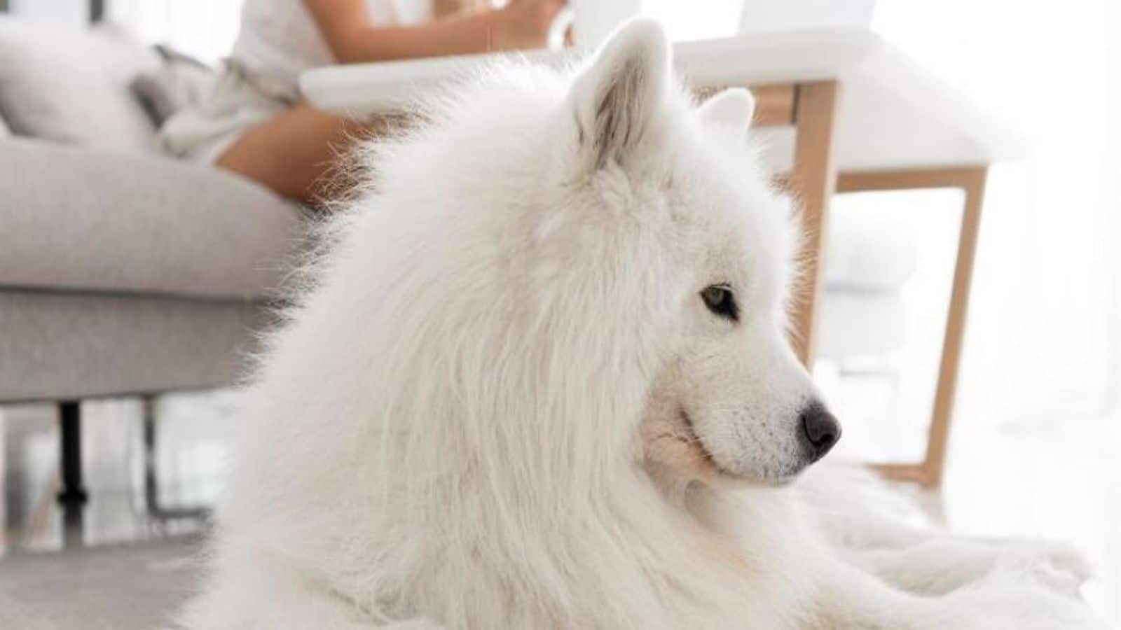 Here's how you can groom your Samoyed dog