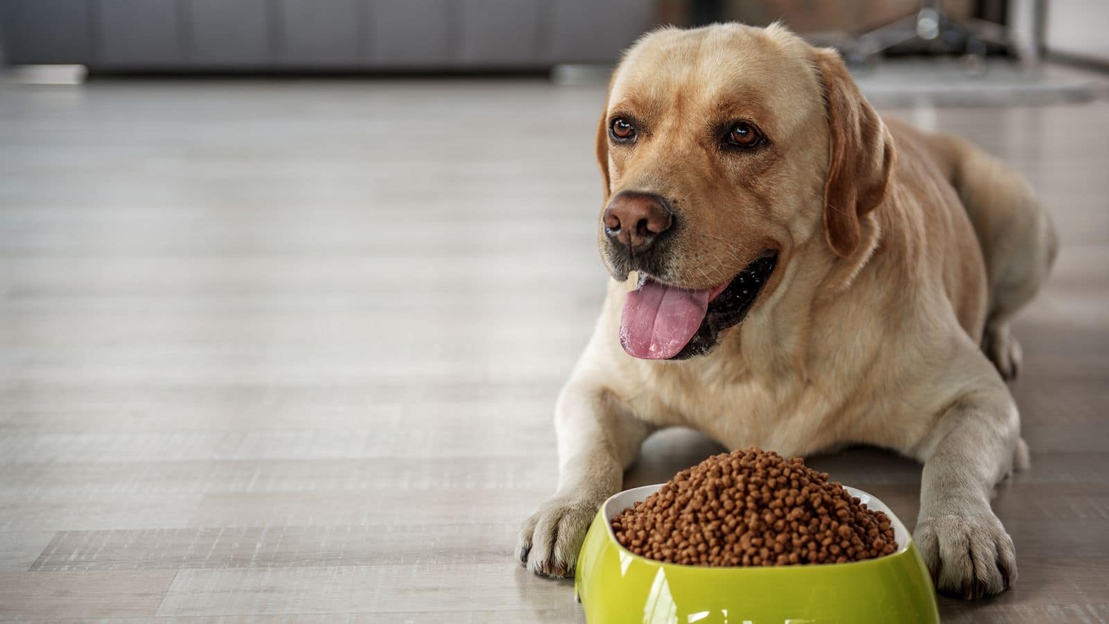 Overcoming obesity in Labrador Retrievers: Follow these daily care tips