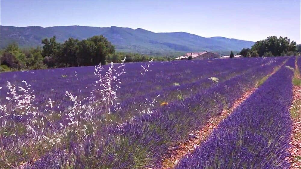 Experience the serene lavender fields of Provence, France