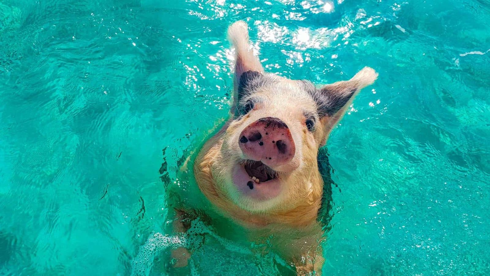 Swim with pigs in Exuma, Bahamas: A unique adventure