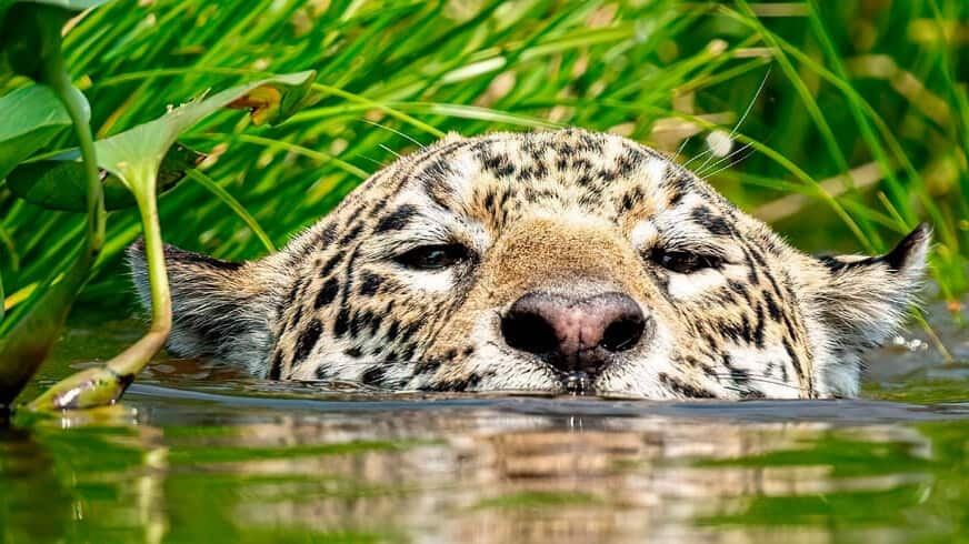 Pantanal, Brazil is a haven for wildlife enthusiasts