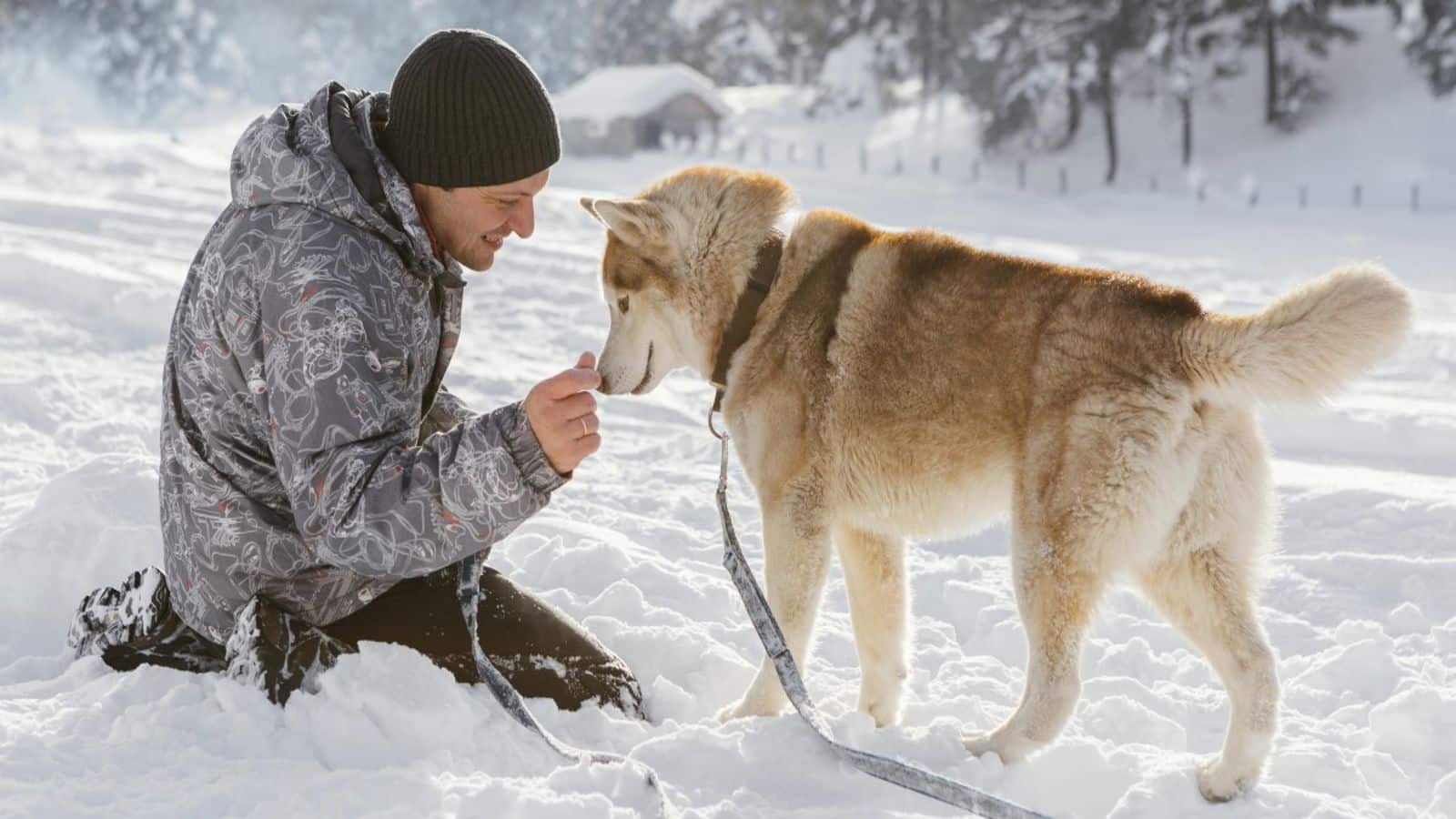 How to help your Siberian Husky thrive in the cold